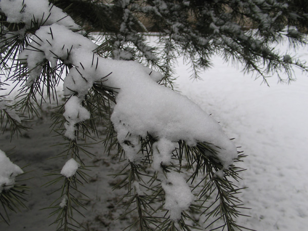 天降祥瑞小雪飘,一亩良田四十颗指是猜一最佳准确生肖，详细解答、构建解答解释落实
