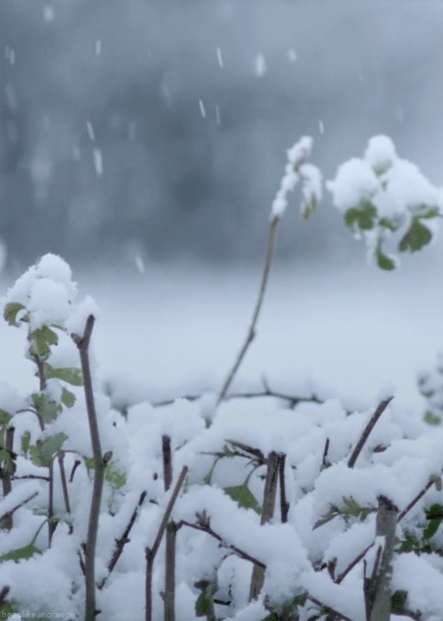 天降祥瑞小雪飘,一亩良田四十颗指是猜一最佳准确生肖，详细解答、构建解答解释落实